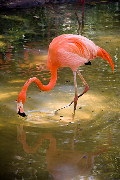 istock American Flamingo 146882467