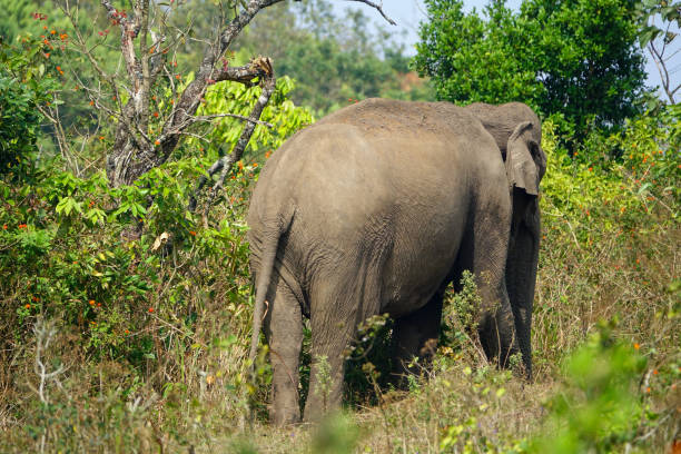 elefante indiano selvagem na natureza - safari animals elephant rear end animal nose - fotografias e filmes do acervo
