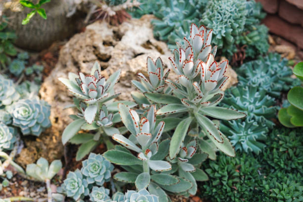 istock Succulents plants in botanic garden 1468825233