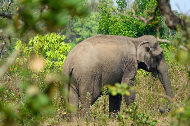 elefante indiano selvagem na natureza - safari animals elephant rear end animal nose - fotografias e filmes do acervo
