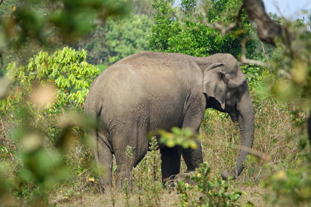 elefante indiano selvagem na natureza - safari animals elephant rear end animal nose - fotografias e filmes do acervo