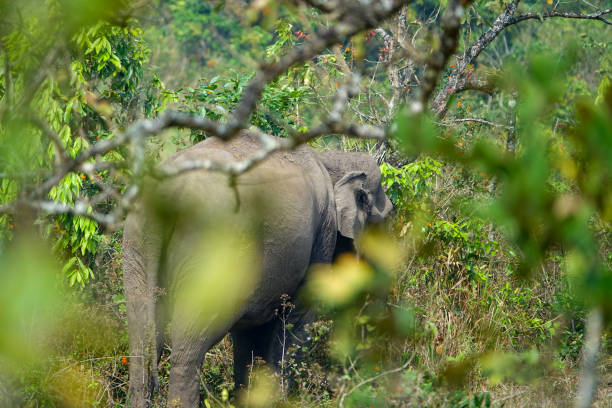 éléphant sauvage indien dans la nature - safari animals elephant rear end animal nose photos et images de collection