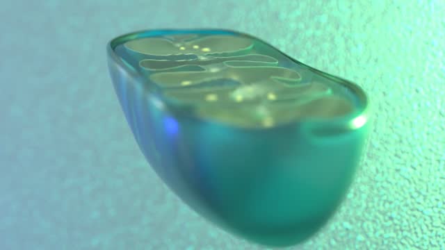 Animation of the internal structure of mitochondria, organelles in the cell