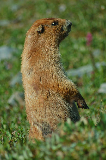 marmota olímpico - olympic marmot fotografías e imágenes de stock