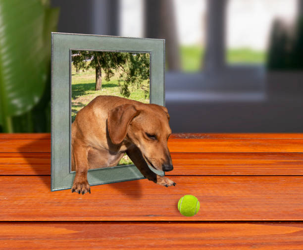 istock Ginger dog poping out picture frame 3d effect 1468826017