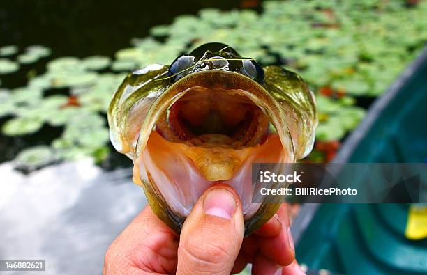 Persico Trota - Fotografie stock e altre immagini di Bocca di animale - Bocca di animale, Composizione orizzontale, Fotografia - Immagine