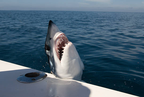 Mako Shark Jumping in the Boat stock photo