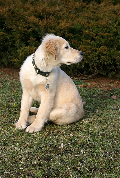 istock Golden Retriever Puppy Watching 146882782