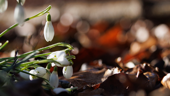 Galanthus nivalis oder gewöhnliche Schneeglöckchen - blühende weiße Blumen im frühen Frühling im Wald