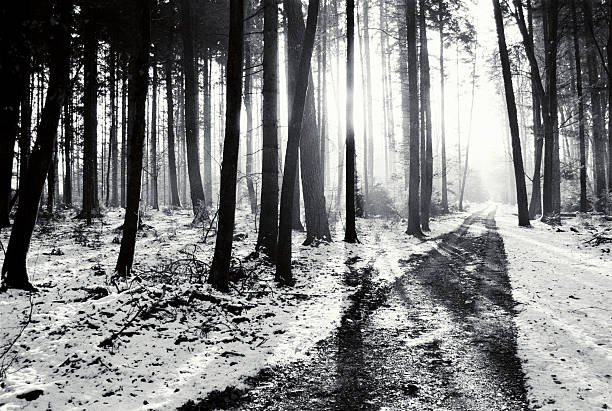 Cold forest in winter. Pure pine forest in sunny weather. Frosty air and pure white snow. Winter fairytale