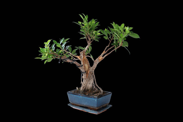 istock Ficus tigerbark bonsai on dark background 1468829120