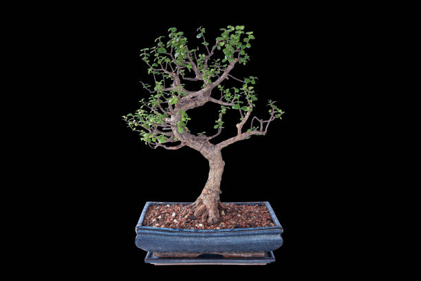 Portulacaria afra isolated large bonsai