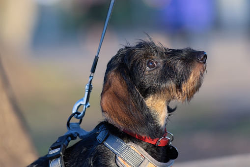 wire haired dachshund portrait; cute pedigreed puppy side view