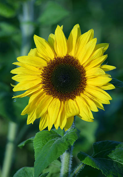 Girasole testa fresca - foto stock