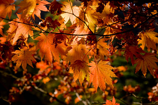 Maple Leaf in Autumn stock photo