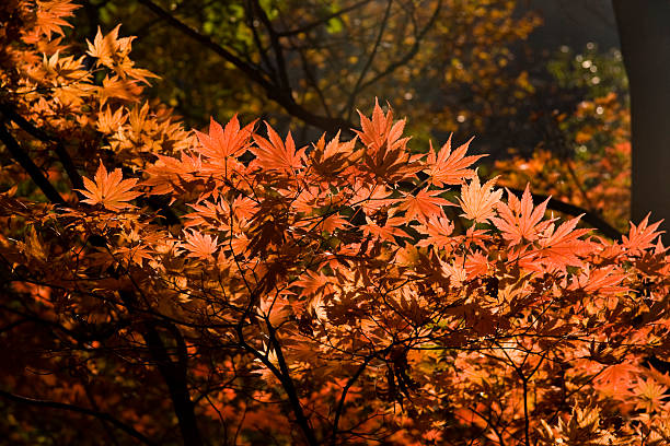 Maple Leaf in Autumn stock photo