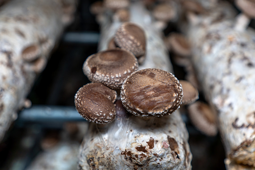 Close-up of mushrooms growing on edible mushroom culture medium
