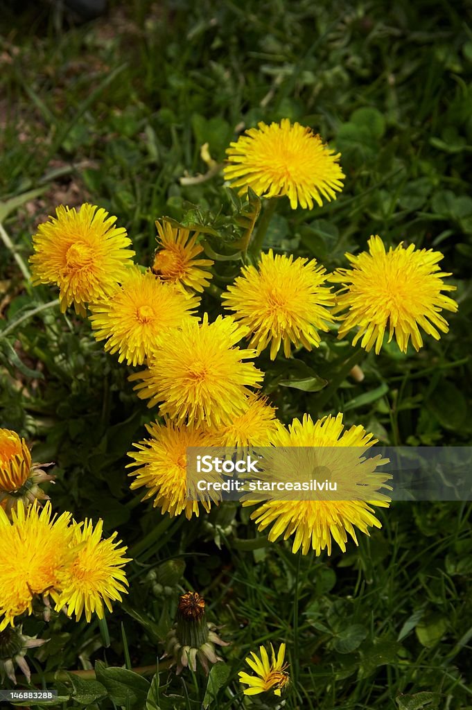Taraxacum officinale, giallo fiore medicinale - Foto stock royalty-free di Ambientazione esterna