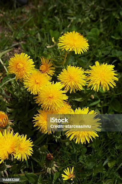 Taraxacum Officinale Giallo Fiore Medicinale - Fotografie stock e altre immagini di Ambientazione esterna - Ambientazione esterna, Ambientazione tranquilla, Botanica