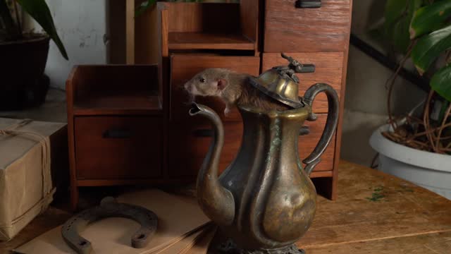 Gray rat in the interior. Antique chest of drawers and antique vase.