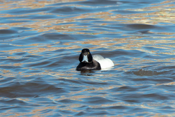 Greater scaup (Aythya marila) The greater scaup (Aythya marila) diving duck, migrating bird on Lake Michigan in winter greater scaup stock pictures, royalty-free photos & images