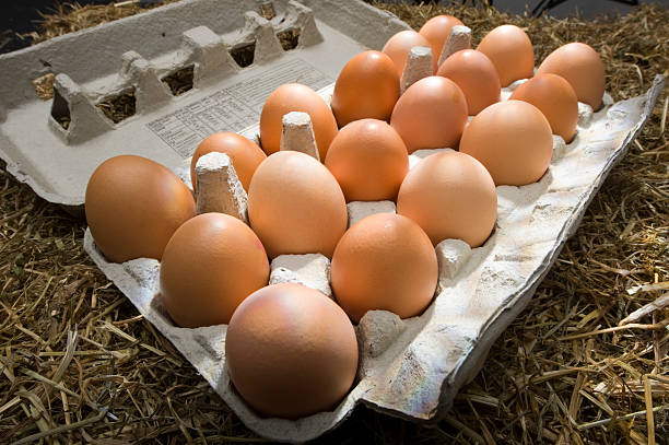 Chicken eggs in a carton stock photo