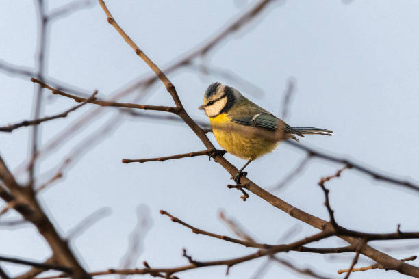 istock Eurasian Blue Tit perched on a tree branch 1468834140