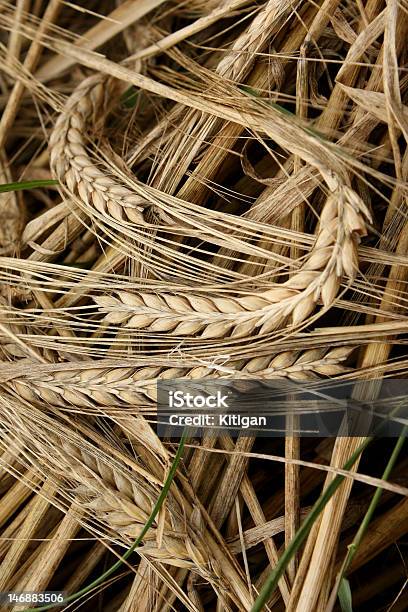 Seco Mowed Cevada - Fotografias de stock e mais imagens de Agricultura - Agricultura, Amarelo, Amontoar