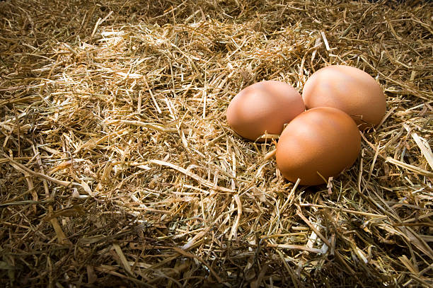 Chicken eggs on straw stock photo