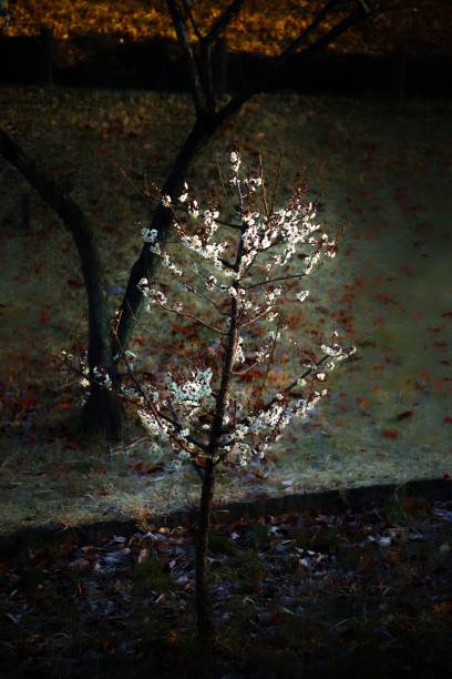 istock Single cherry tree illuminated by the moonlight in a park, surrounded by the colorful autumn leaves 1468836912