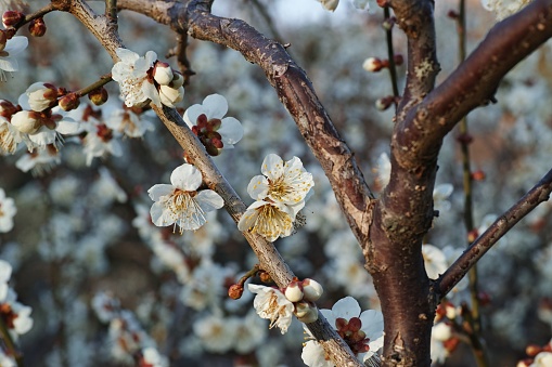 A vibrant image of a tree branch bursting with white blossoms, creating a stunning visual effect