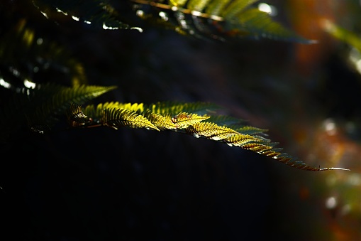 An aesthetic shot of fern leaves illuminated by a bright natural light on blurry background