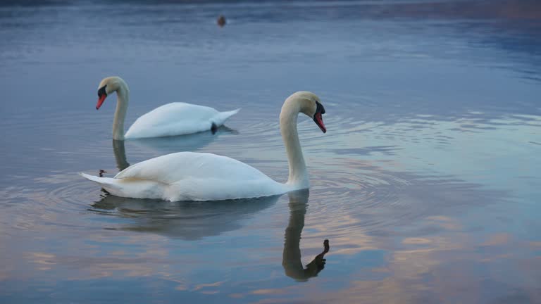 Swan at Yamanaka lake and Mt. Fuji