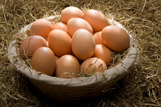 Chicken eggs in a basket stock photo