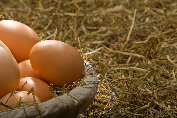 Chicken eggs in a basket stock photo