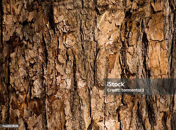 Foto de Textura De Árvore De Casca Natural e mais fotos de stock de Casca de Árvore - Casca de Árvore, Abstrato, Antigo