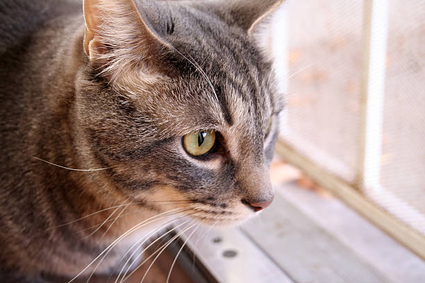 istock Cat peering outside through a screen door 146883879