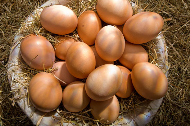 Chicken eggs stock photo