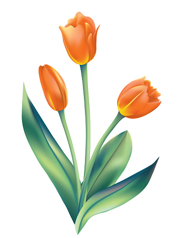 A number of blooming tulips in a pot on a transparent background.