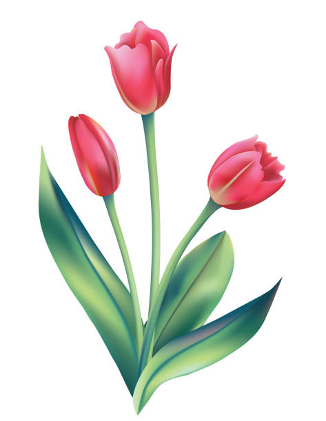 18,000+ Pink Tulip Illustrations, Royalty-Free Vector Graphics & Clip ...