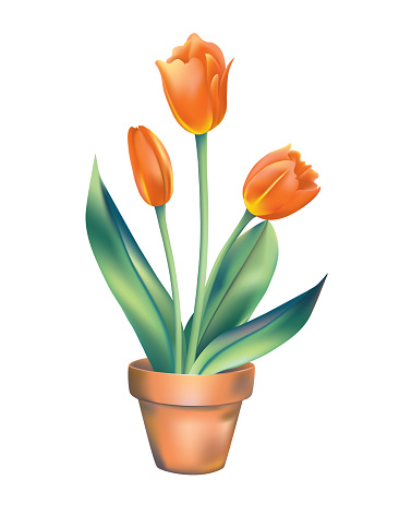 A number of blooming tulips in a pot on a transparent background.