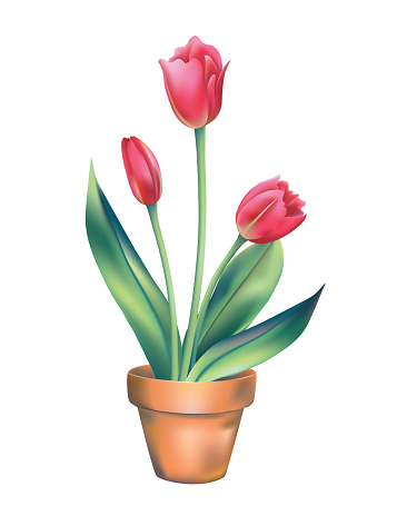 A number of blooming tulips in a pot on a transparent background.