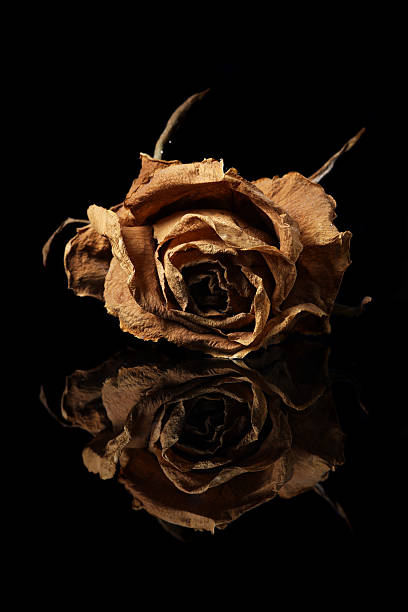 Withered Rosa - fotografia de stock