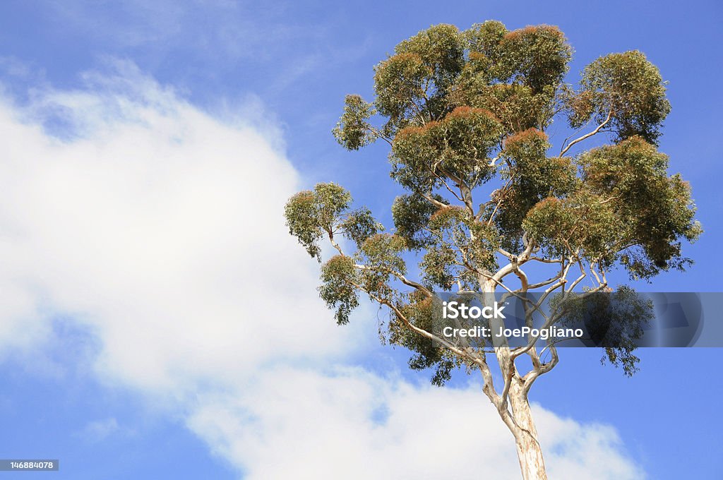 Árbol de eucalipto con cielo azul - Foto de stock de Azul libre de derechos