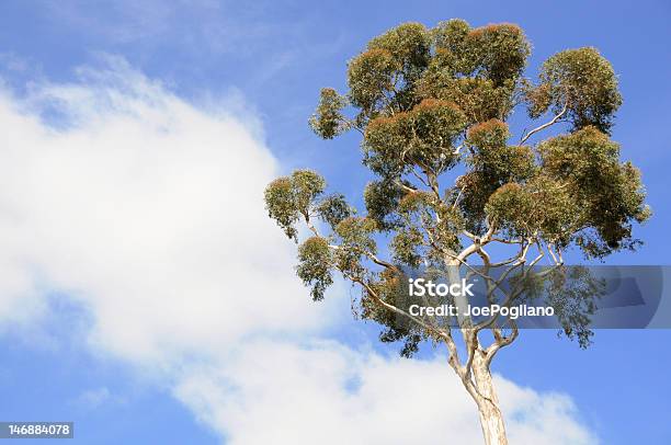 Árbol De Eucalipto Con Cielo Azul Foto de stock y más banco de imágenes de Azul - Azul, Cielo, Flora