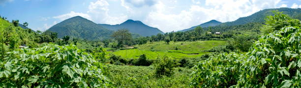 istock fields for growing rice and agricultural crops 1468841649