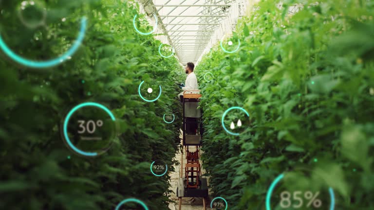 Male Bioengineer Inspecting Growth Of Crops On Modern Vertical Farm. Man Cultivates Organic Food or Plants In Technologically Advanced Greenhouse. VFX Infographics Animation Showing Statistics, Data.