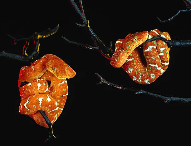 Two Juvenile Emerald Tree Boas on Black Background