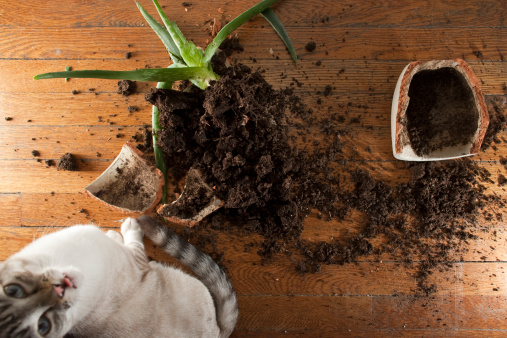 a broken clay pot with spilled soil and plant while a defiant cat looks on.