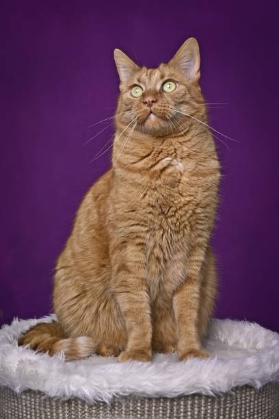 istock Ginger cat sitting on scratching barrel and looking curiously away. Vertical image with purple background. 1468842588
